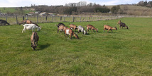 LA FERME DU P'TIT BAN-HOUÉ - Chaillon