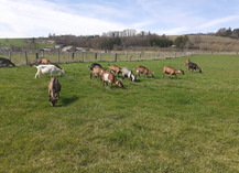 LA FERME DU P'TIT BAN-HOUÉ - Chaillon