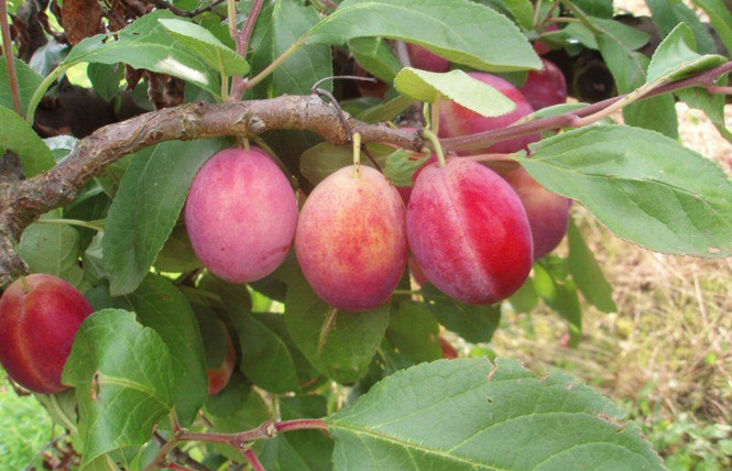 VERGER CONSERVATOIRE AREFE PRUNES ET MIRABELLES DE LORRAINE 1 - Vigneulles-lès-Hattonchâtel