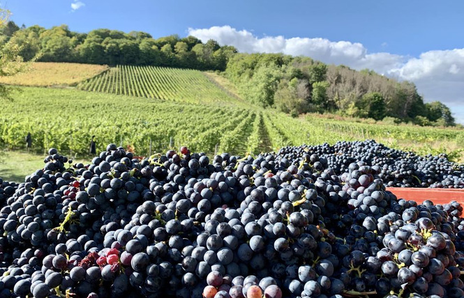 DOMAINE DE MONTGRIGNON 2 - Vigneulles-lès-Hattonchâtel