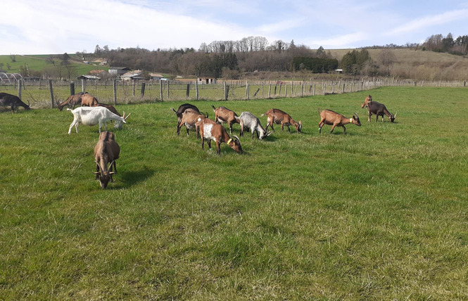 LA FERME DU P'TIT BAN-HOUÉ 1 - Chaillon