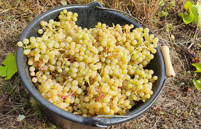 DOMAINE DE LA GOULOTTE 2 - Saint-Maurice-sous-les-Côtes