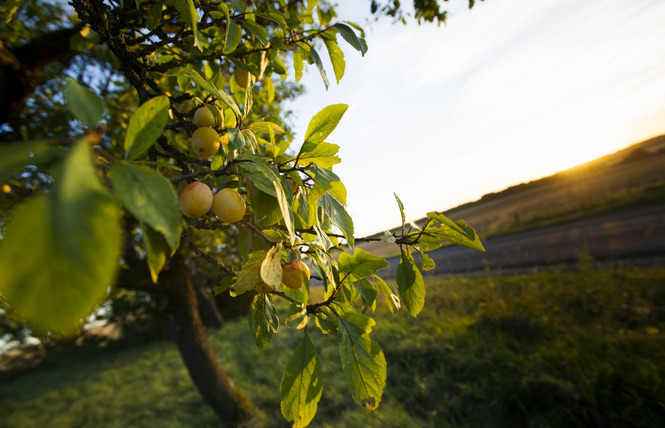 HAUTCOLAS FRUITS 1 - Heudicourt-sous-les-Côtes