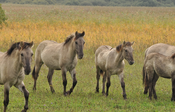 RÉSERVE NATURELLE RÉGIONALE DE L'ÉTANG DE LACHAUSSÉE 1 - Lachaussée