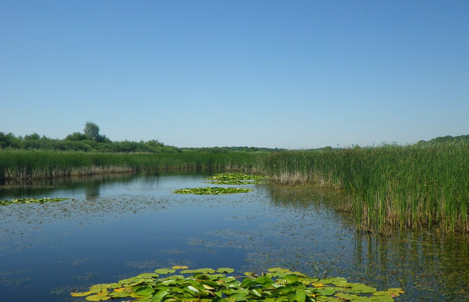 RÉSERVE NATURELLE RÉGIONALE DE L'ÉTANG DE LACHAUSSÉE 2 - Lachaussée