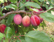 VERGER CONSERVATOIRE AREFE PRUNES ET MIRABELLES DE LORRAINE 1 - Vigneulles-lès-Hattonchâtel