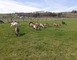 LA FERME DU P'TIT BAN-HOUÉ 1 - Chaillon